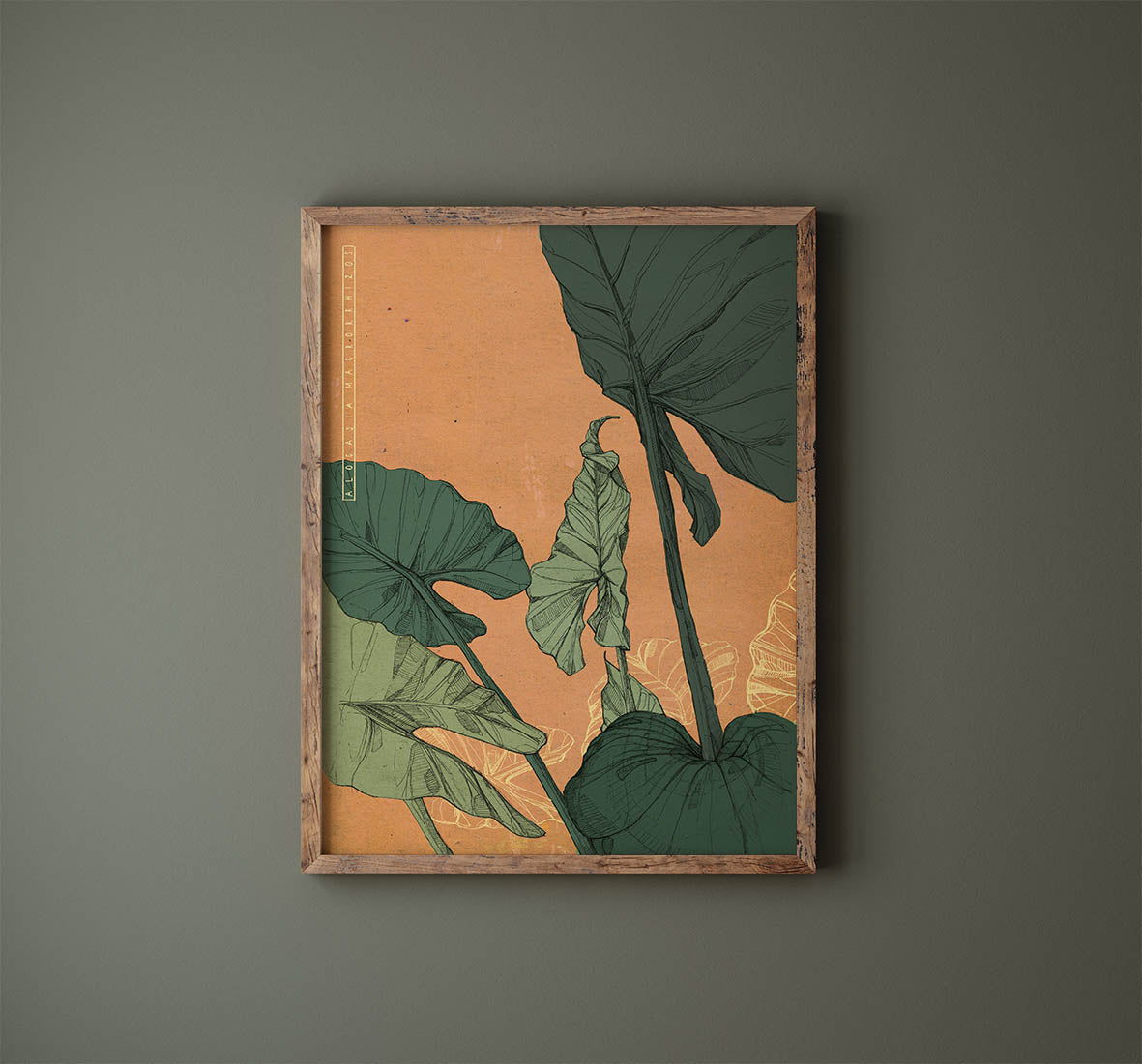 Alocasia Illustration