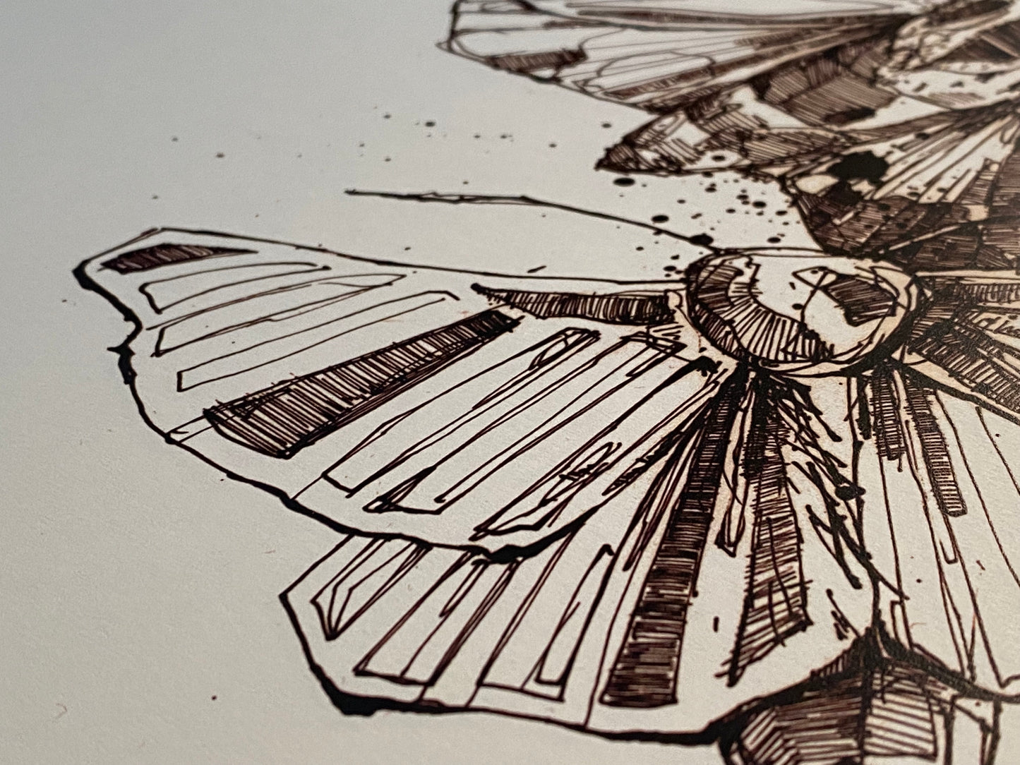 Moth illustration - monochrome