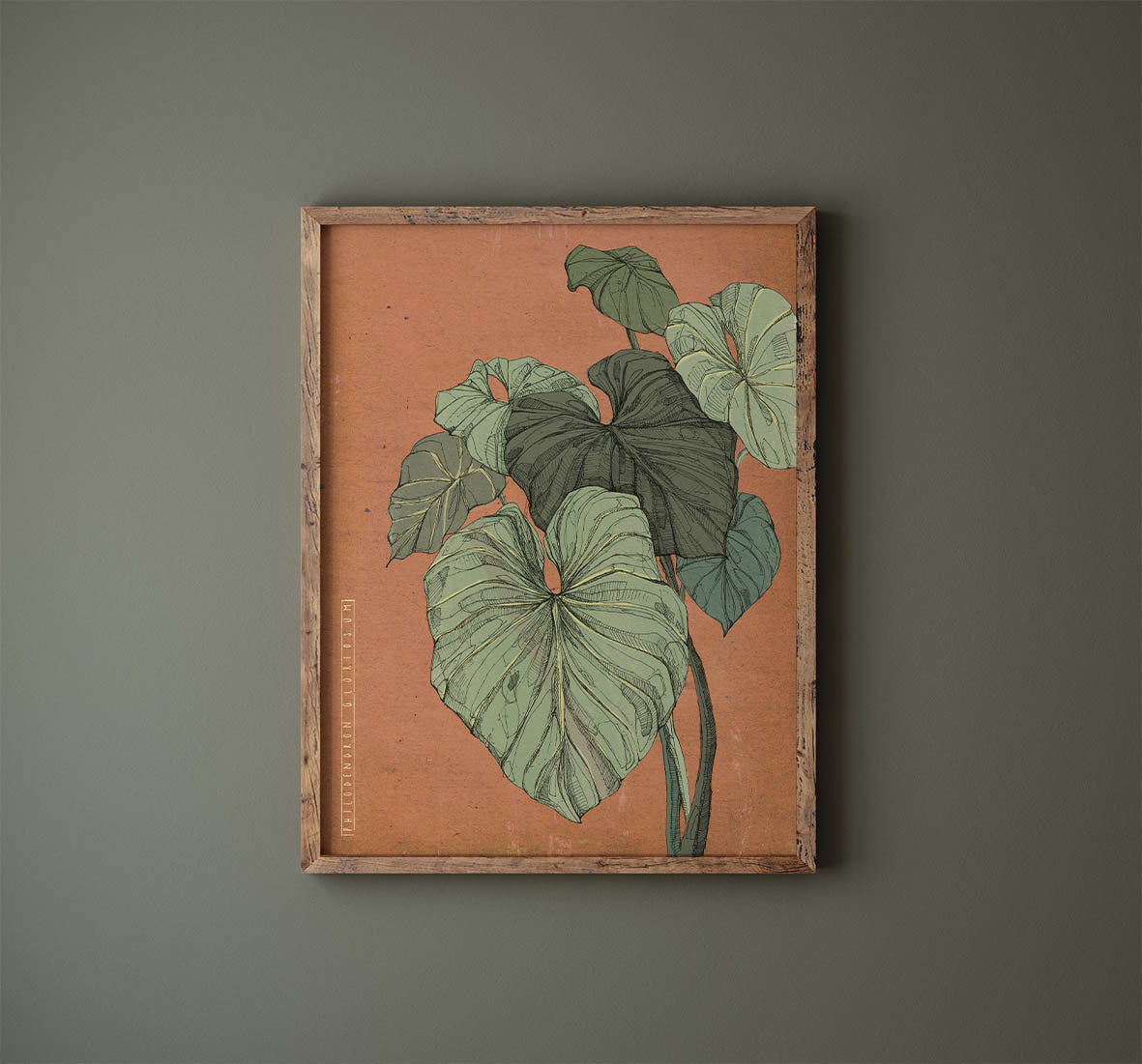 Philodendron Illustration