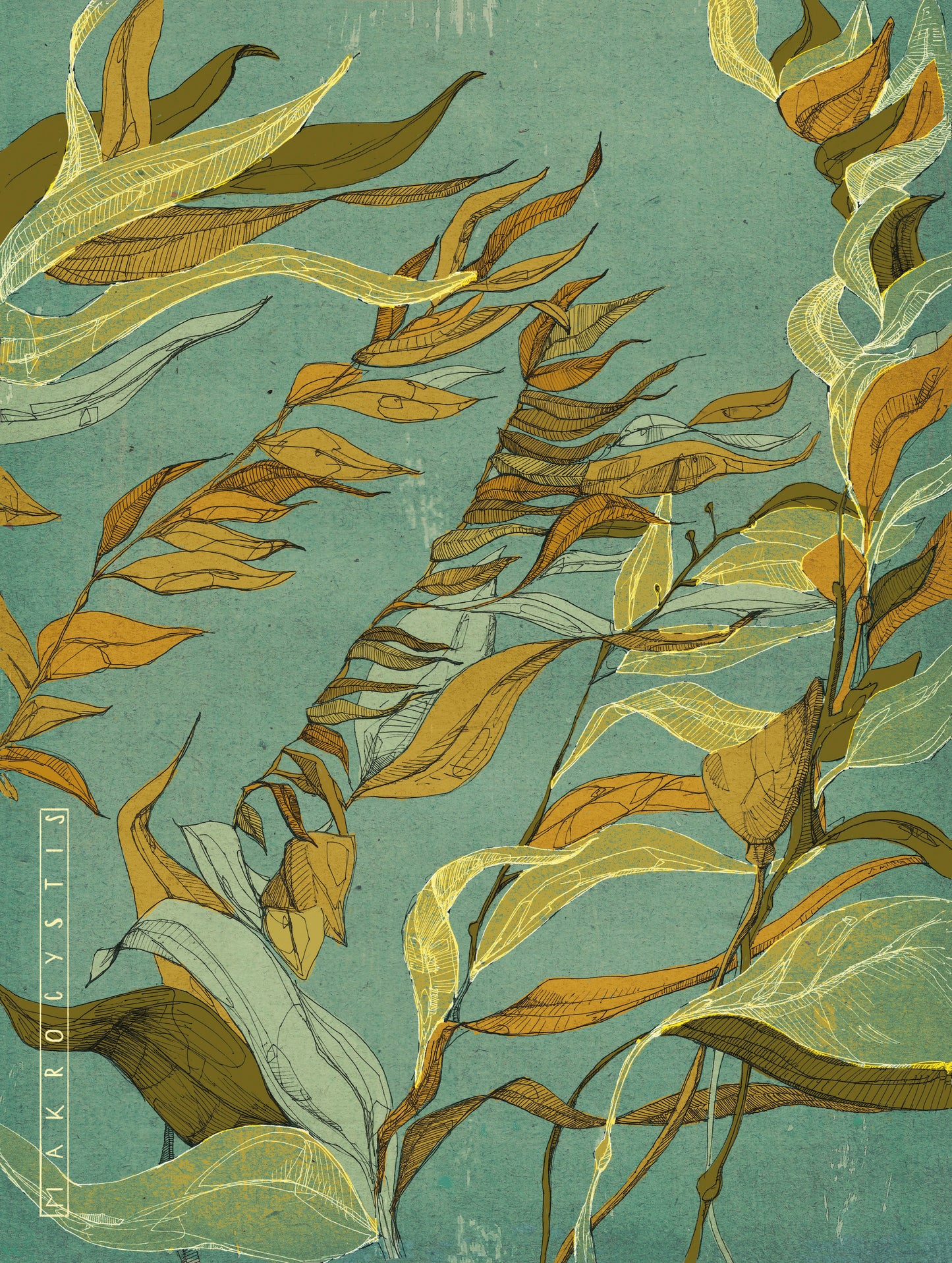 Seaweed Illustration