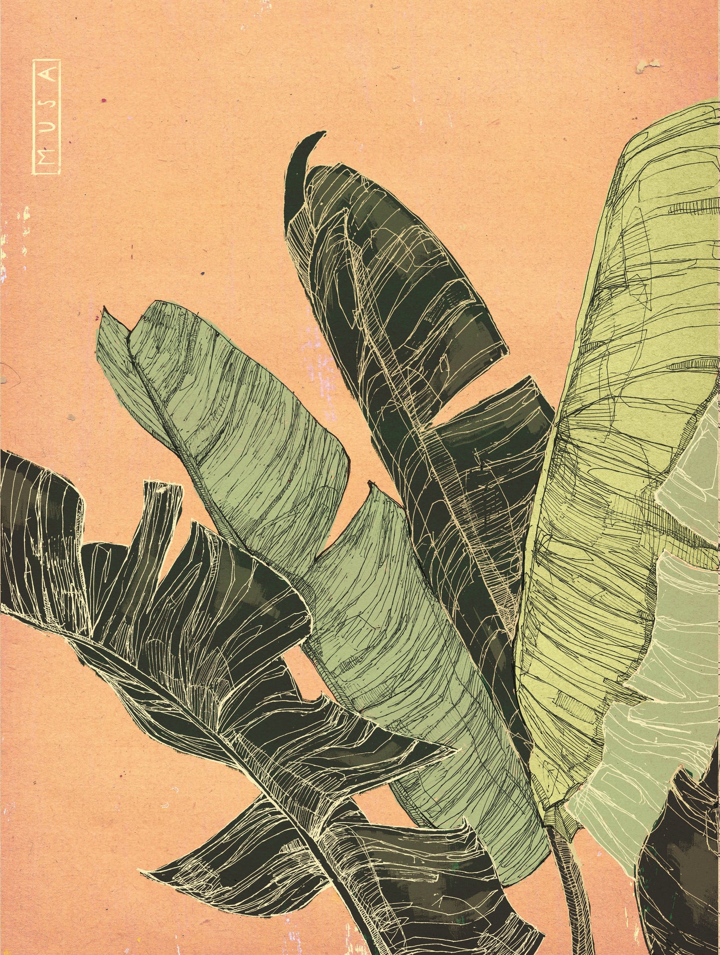 Banana Leaf Illustration