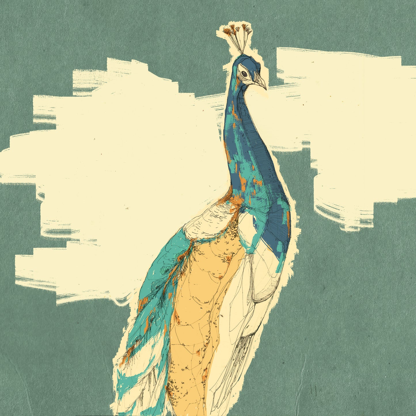 Peacock Illustration