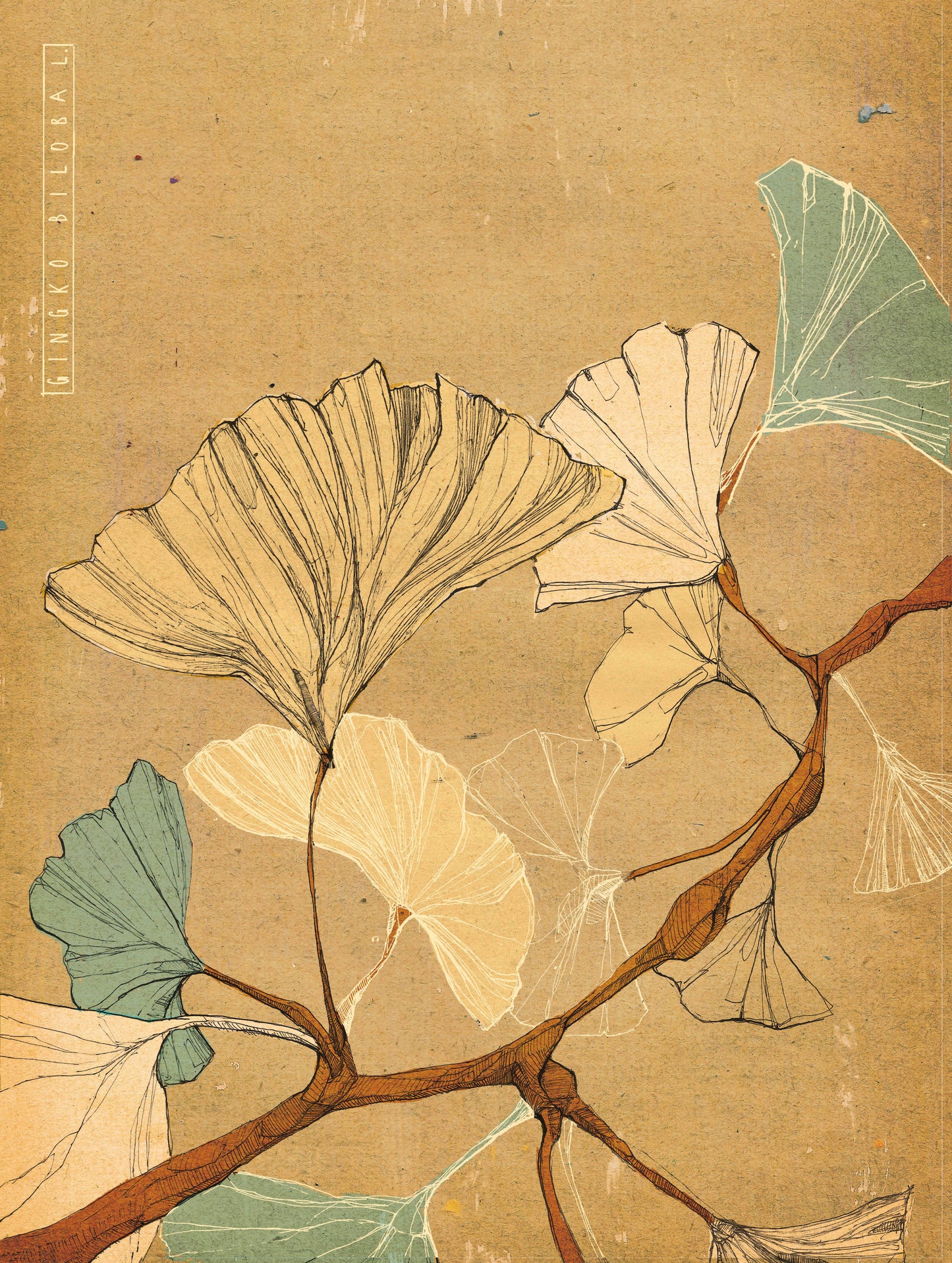 Gingko Illustration