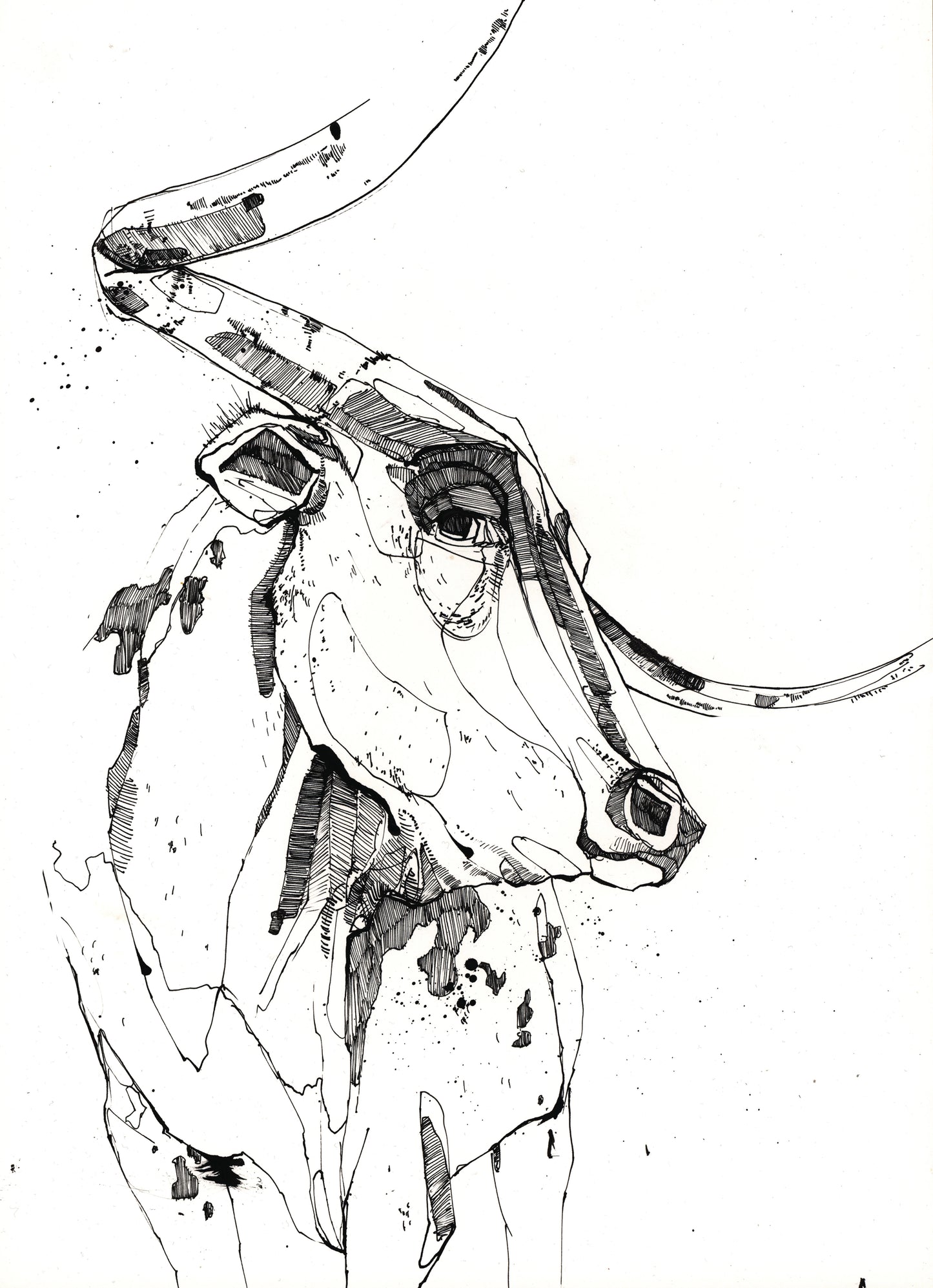 Cow Drawing - Black and White