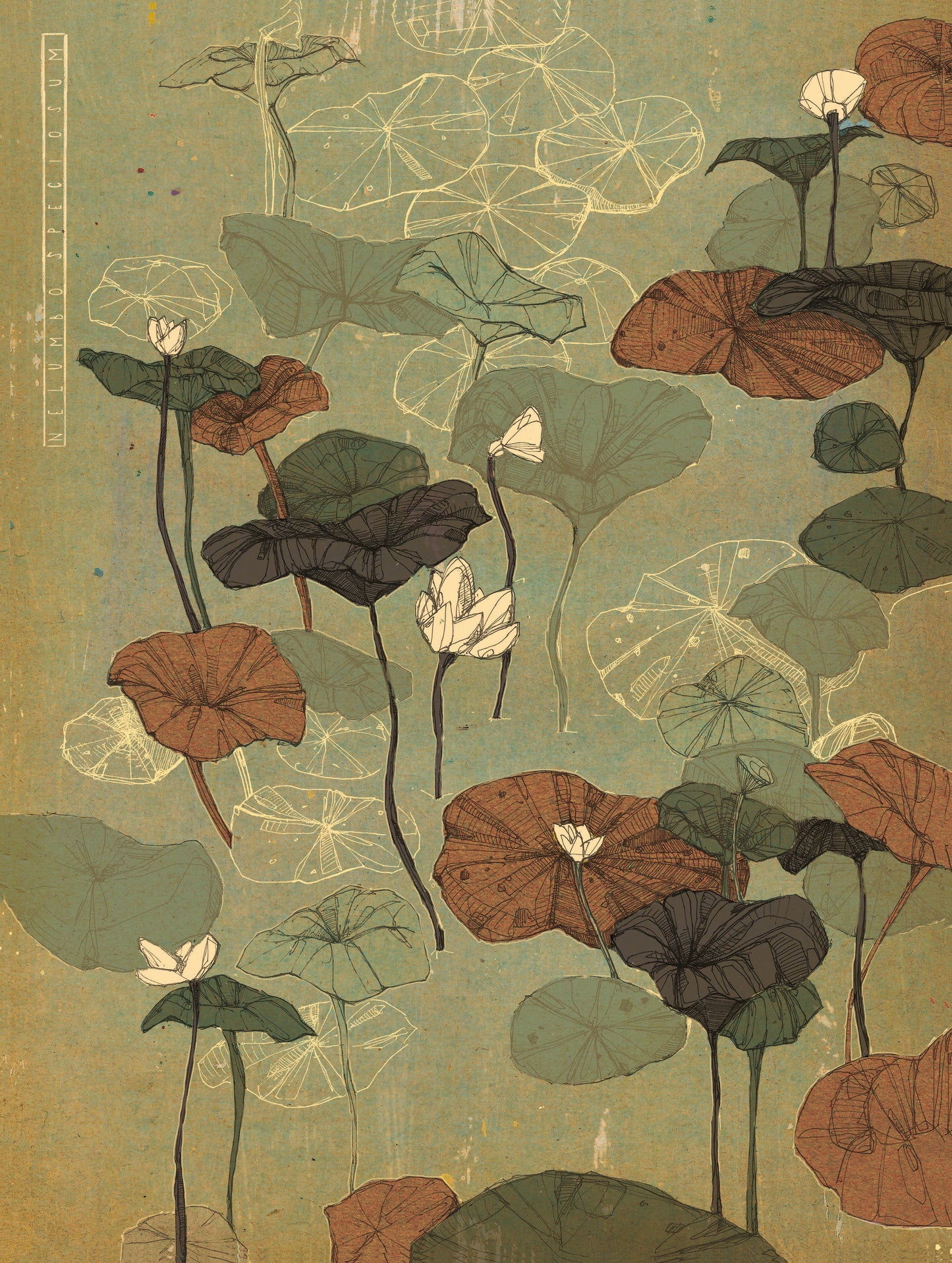 Lotus Illustration