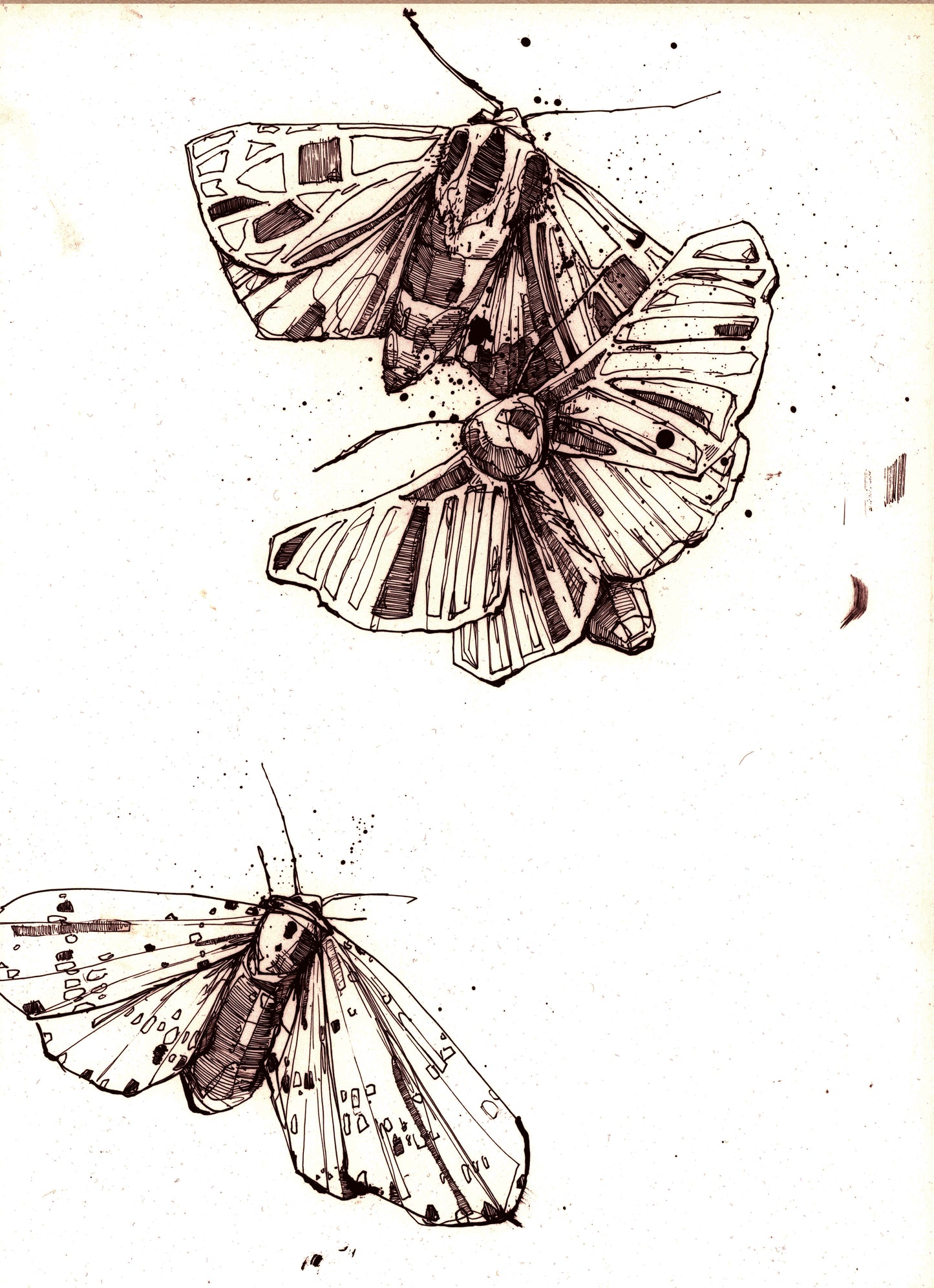 Moth illustration - monochrome