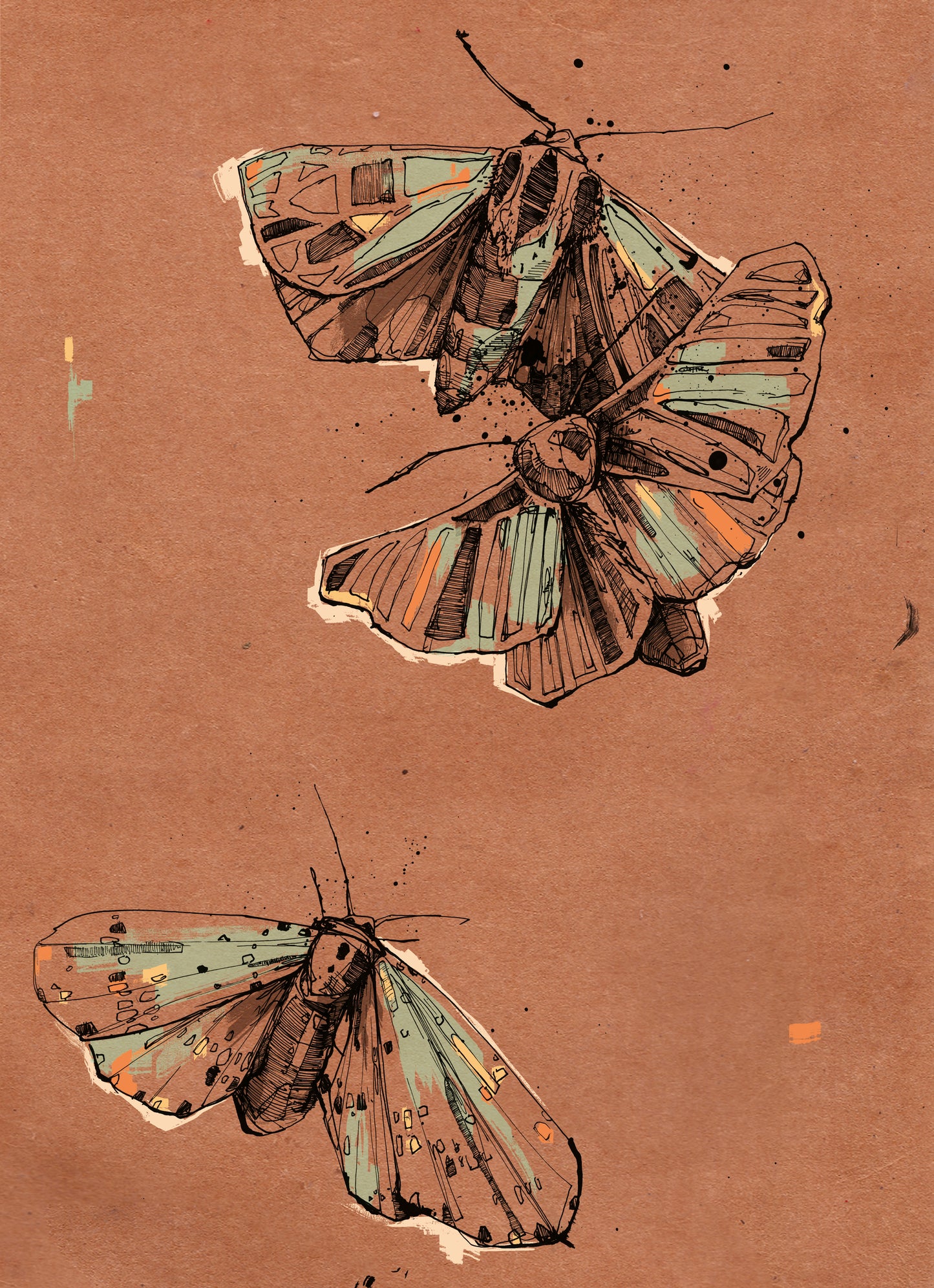 Moth illustration- colorful