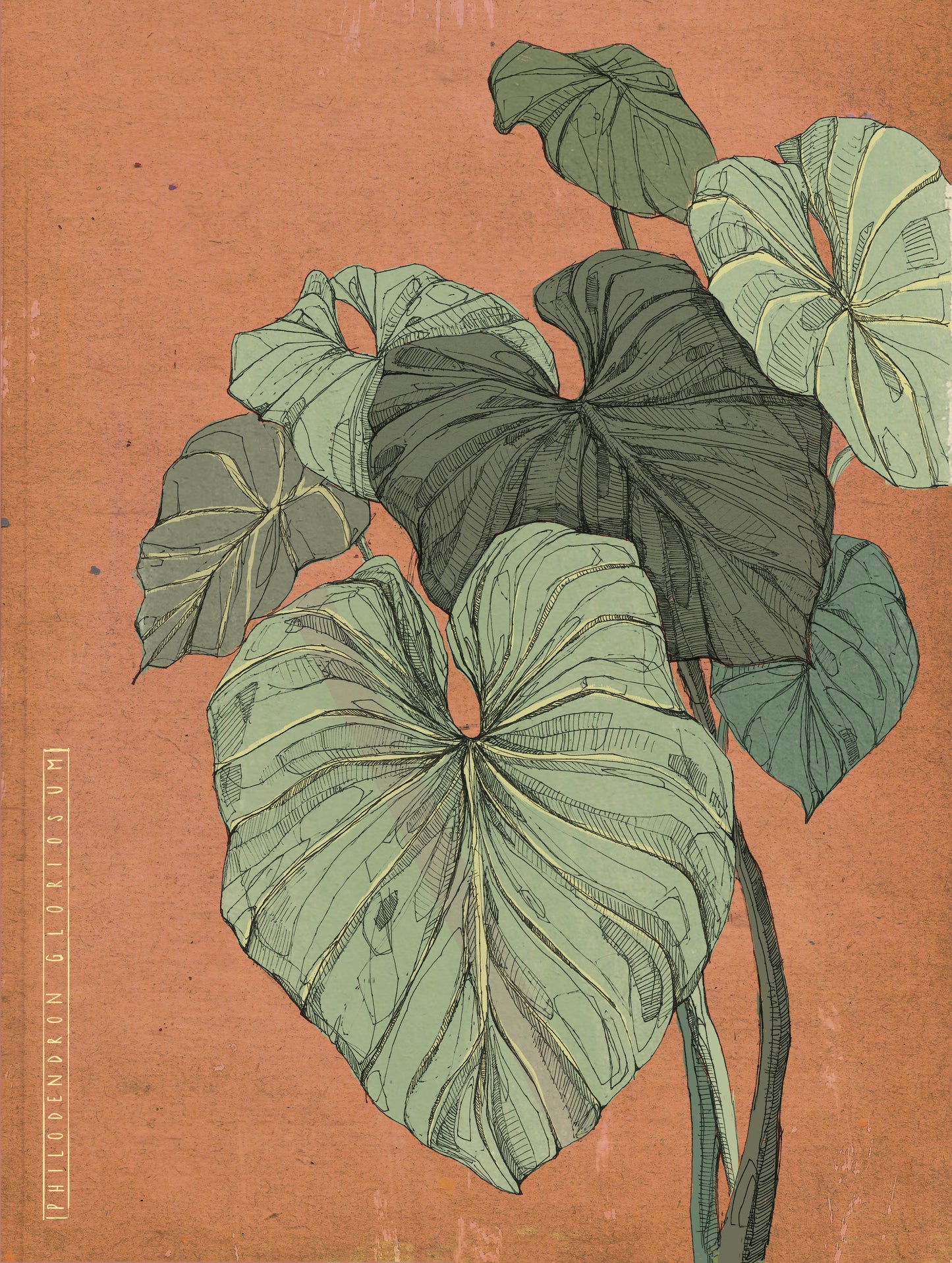 Philodendron Illustration